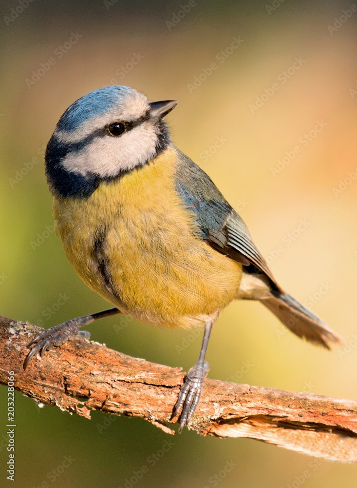 Obraz premium Blue Tit perched on a branch