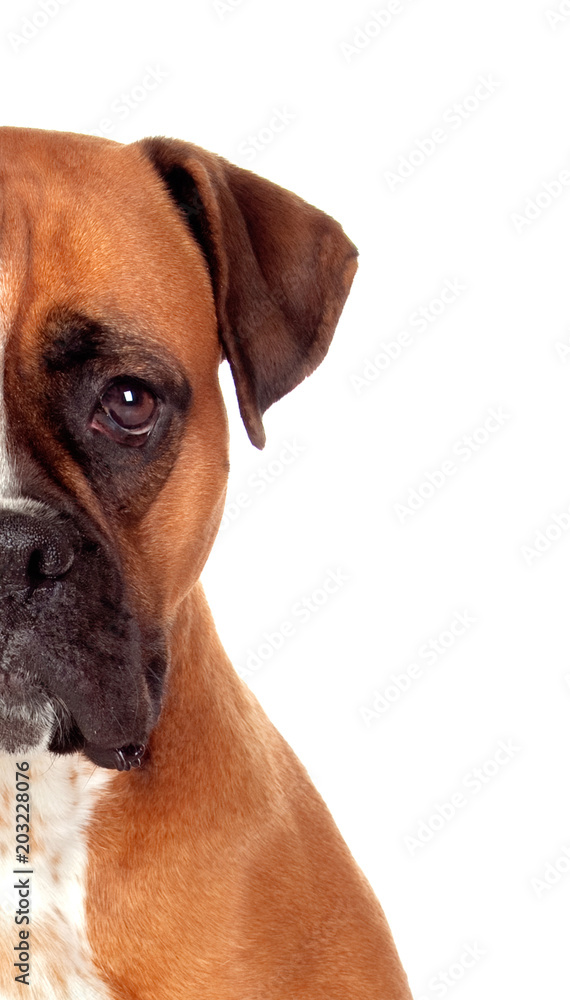Half-face portrait of a brown adult boxer looking at camera