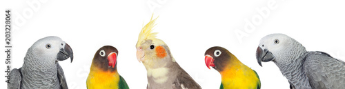 Photography Five tropical birds