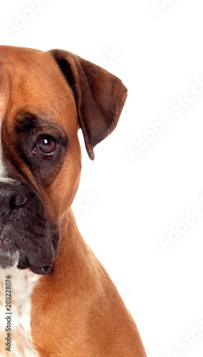Half-face portrait of a brown adult boxer looking at camera © Gelpi