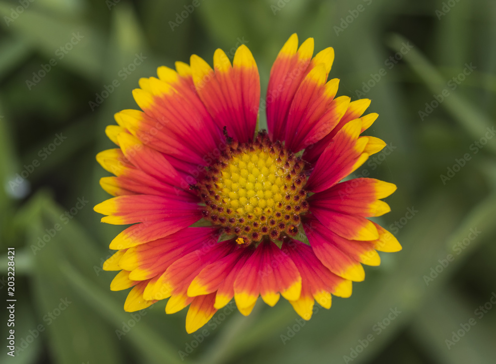 Closeup of a firewheel flower gaillardia pulchella Closeup of a firewheel flower gaillardia pulchella