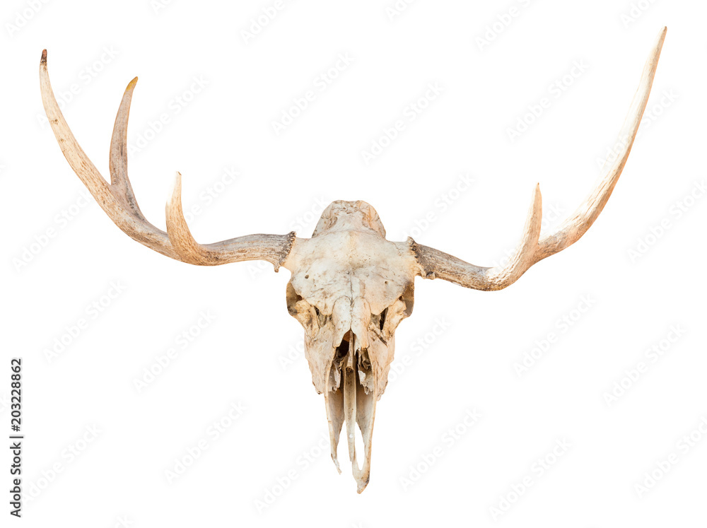 Fototapeta premium front view of skull of young elk animal isolated