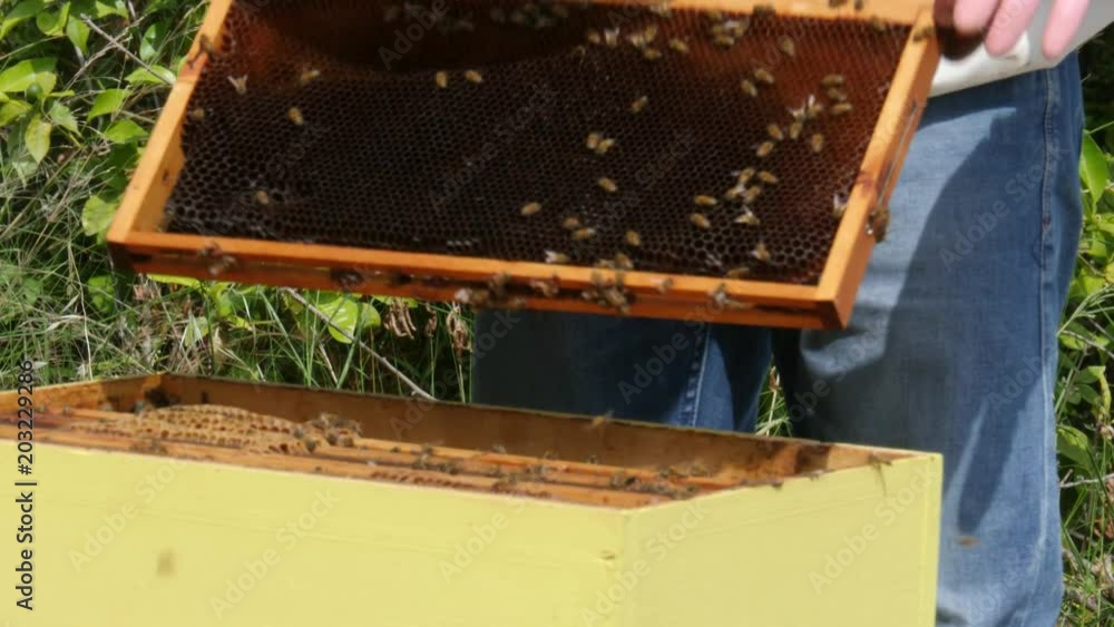 Beekeeper working with bees holding a brood frame.Close up Beekeeper working with bees holding a brood frame.Close up