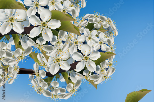 Cherry flowers branch close up Vector realistic. Beautiful spring background ...