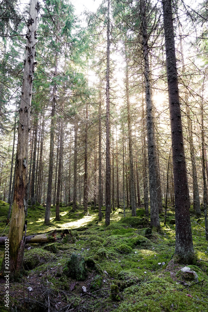 Natural mossy green forest of spruce trees. Golden sunlight before sunset with sun rays pouring through the trees, create mystic, cozy Atmosphere.
