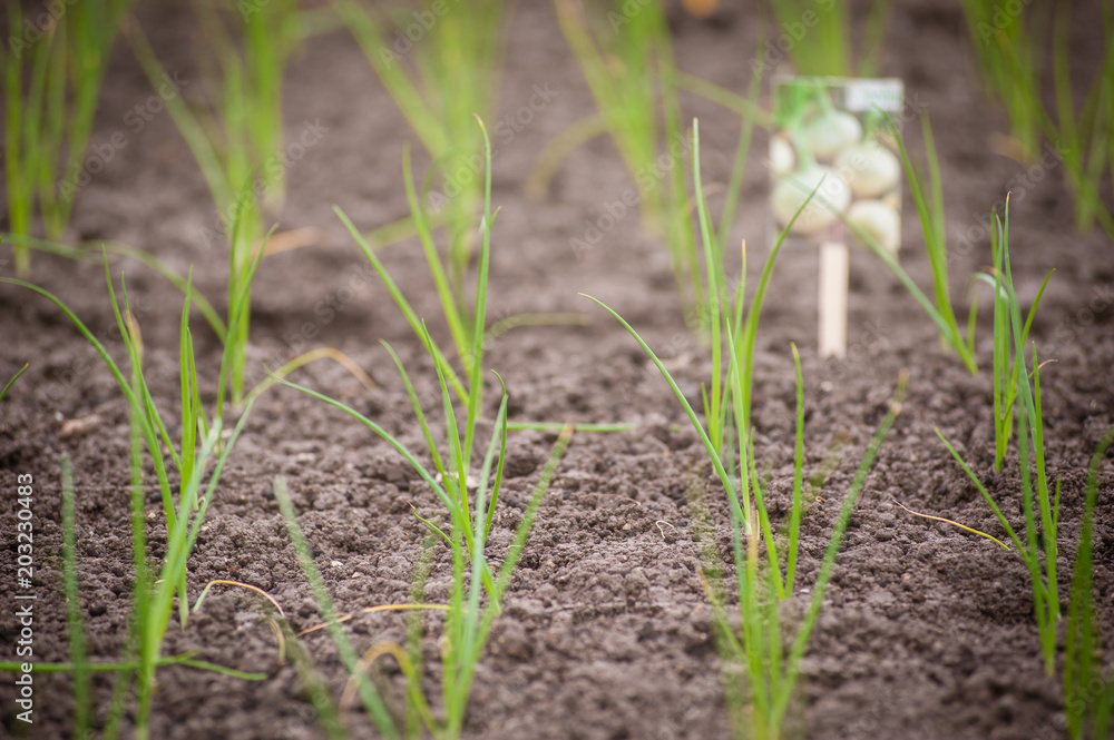 seedlings of white onion seedlings of white onion