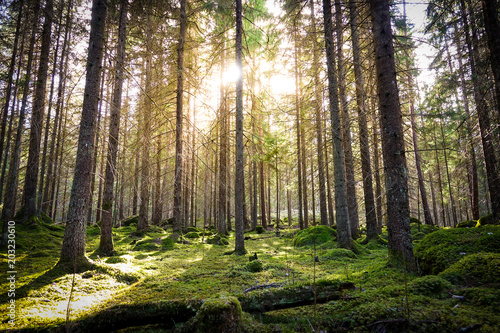 Natural mossy green forest ...