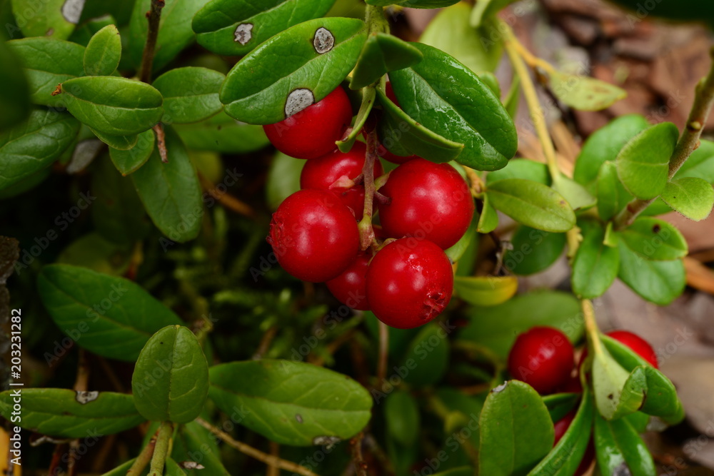 Berries of cowberry ripe tasty bunch on a berry bush Berries of cowberry ripe tasty bunch on a berry bush