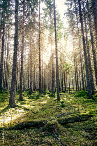 Natural mossy green forest ...