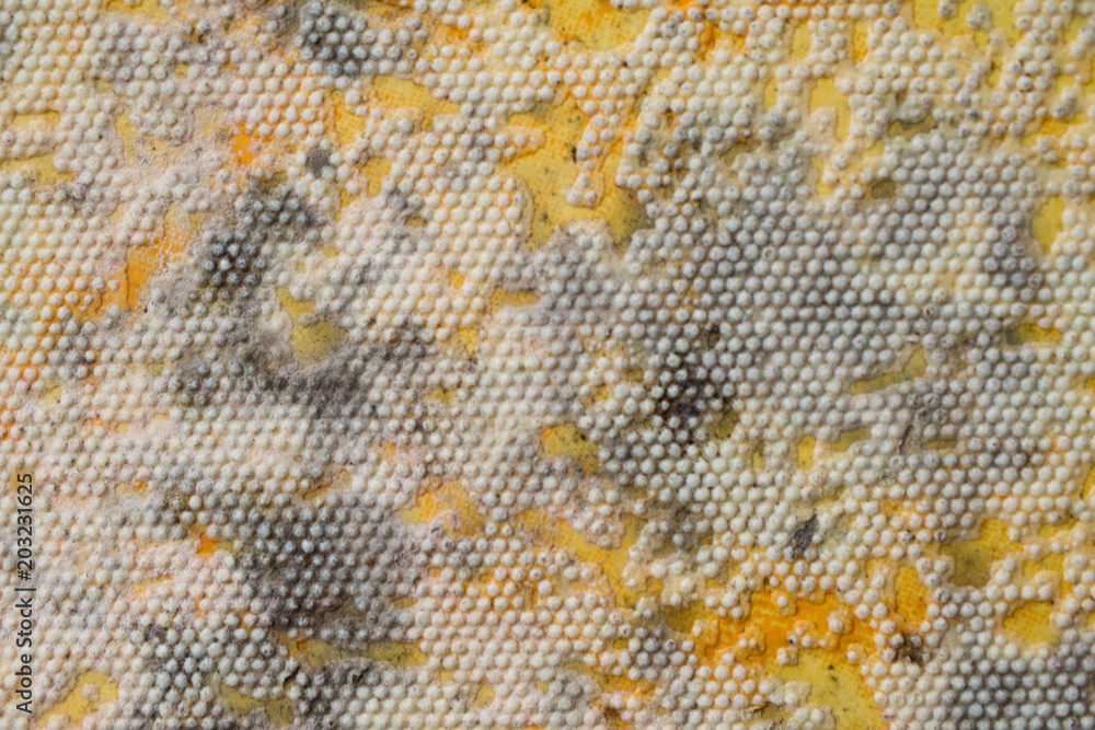 Mold on the wall. Mold on the wallpaper. Close-up ภาพถ่ายสต็อก | Adobe