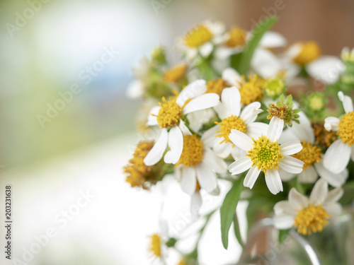 abstract flower on soft background