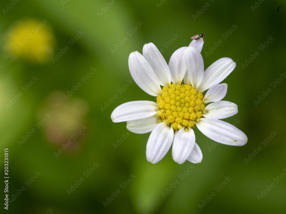 Fototapeta premium abstract flower on soft background