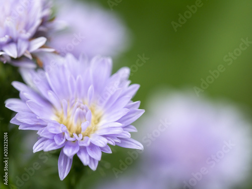 abstract flower on soft background