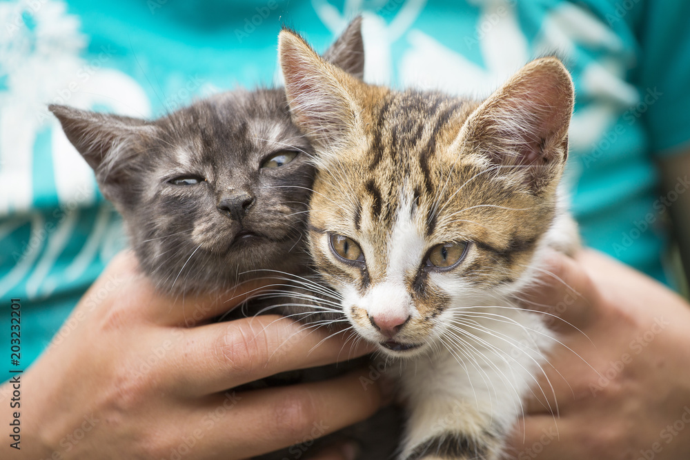 Small cats in the hands of a child Small cats in the hands of a child