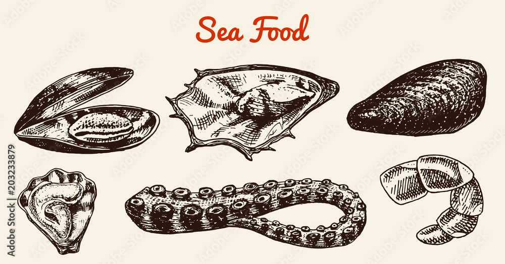 Mussels and squid, octopus and sea shell. River and lake or sea creatures. Freshwater aquarium. Poster for the menu. Engraved hand drawn in old vintage sketch. Seafood background.