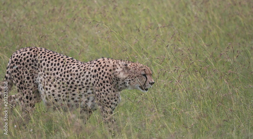 Cheetah in Wild _ Masai Mara