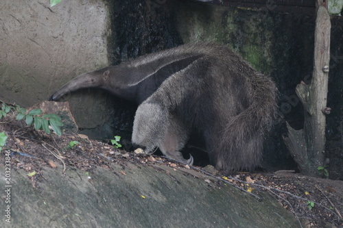 Close up Anteater on the Yard