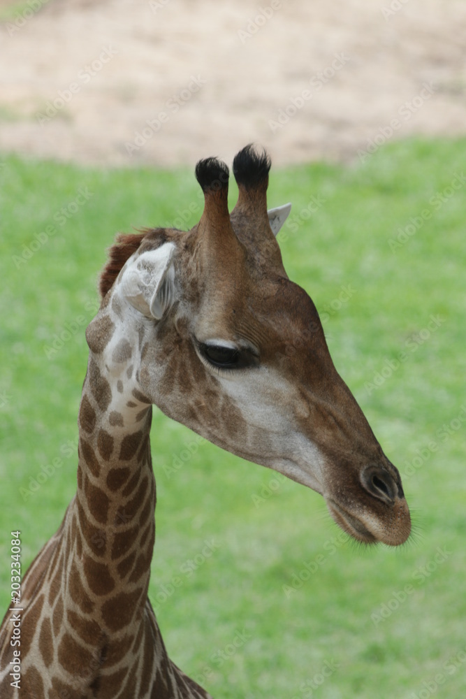 Close Up Giraffe's Face