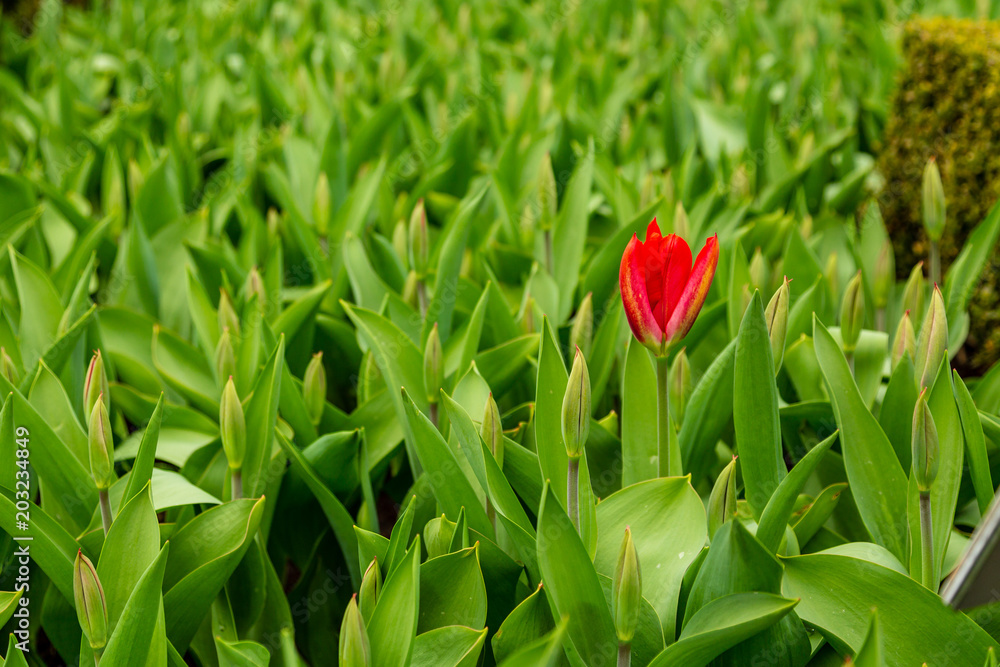 Red among the greens