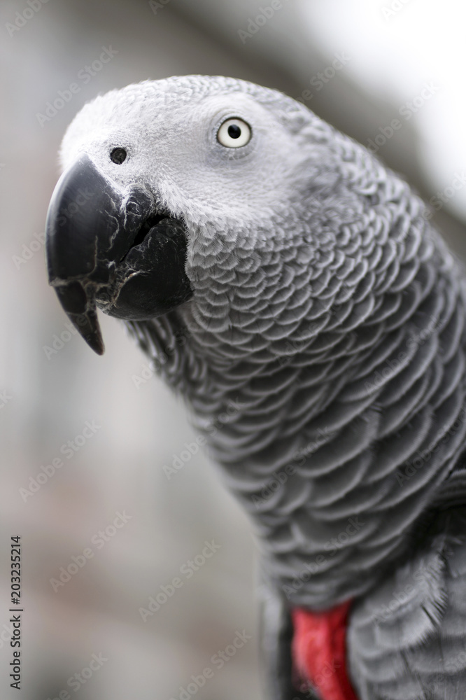 Obraz premium African Grey Parrot - Psihacus erithacus