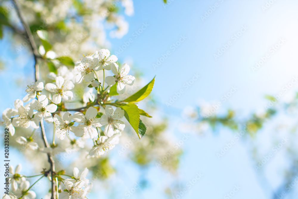 Springtime. Flowering peach branch on blue sky background. Abstract blurred background. Beautiful nature scene with blooming tree and sun.