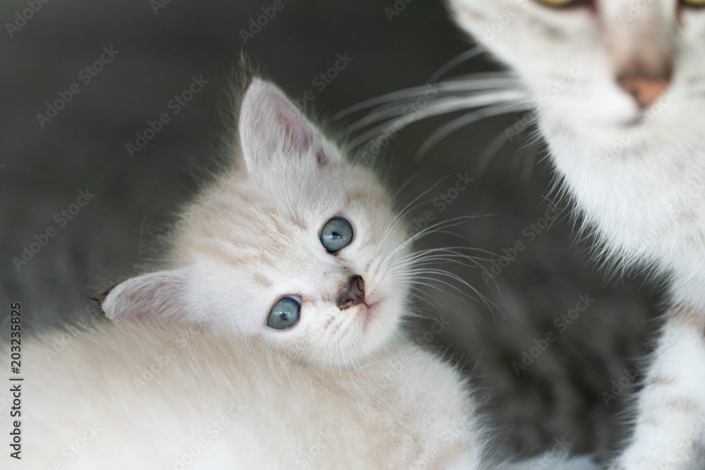 Beautiful gray mom cat with adorable kitten outdoors Beautiful gray mom cat with adorable kitten outdoors