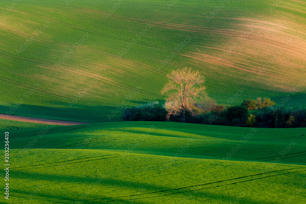 Beautiful fields in spring