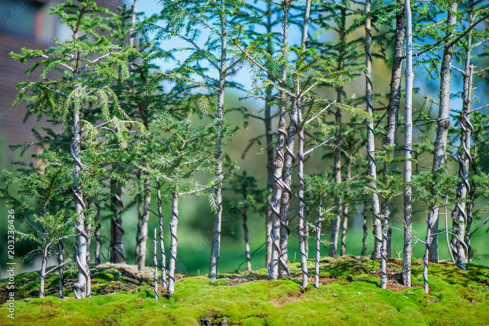 Fototapeta premium Bonsai trees and green moss in Japanese garden. Small, beautiful, miniature forest.