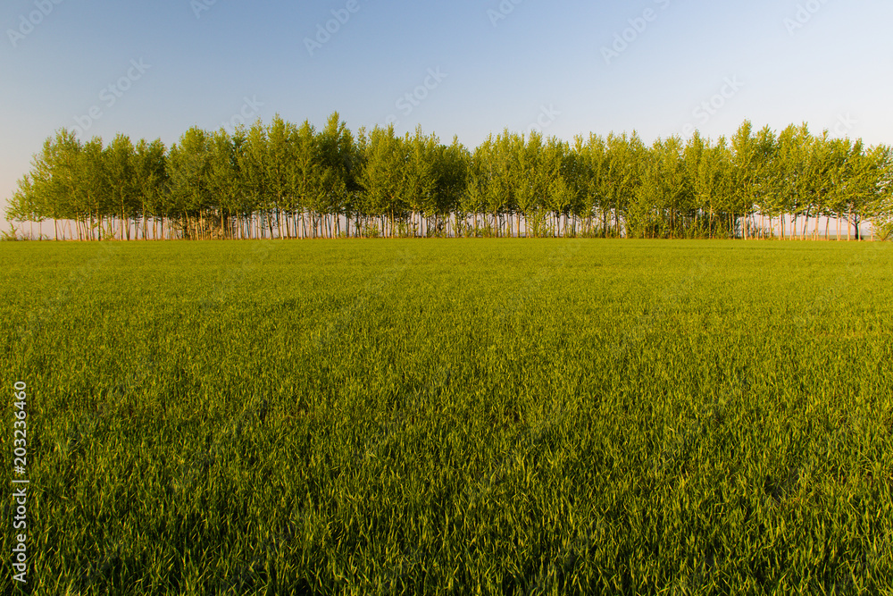 Beautiful fields in spring
