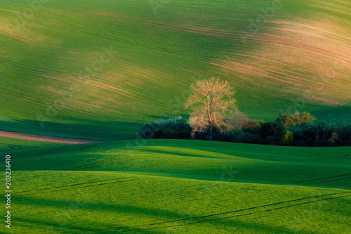 Obraz na płótnie Beautiful fields in spring w salonie