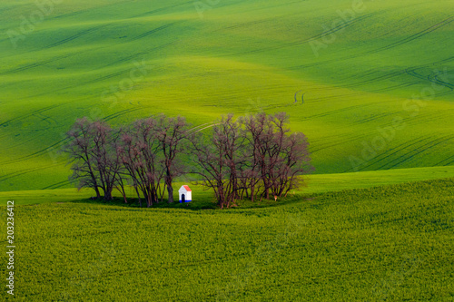 Beautiful fields in spring