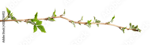 Branch of raspberry bush with foliage on isolated white background, close-up