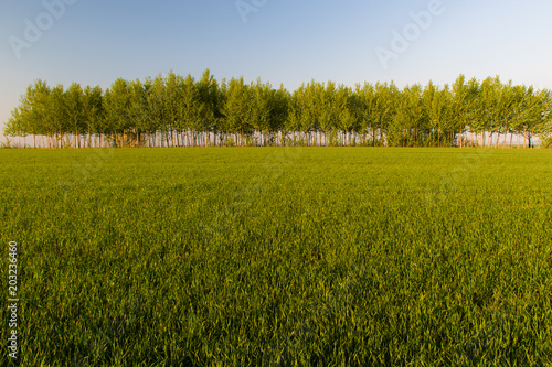 Obraz na płótnie Beautiful fields in spring w salonie