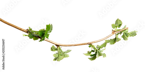 Branch of raspberry bush with foliage on isolated white background, close-up
