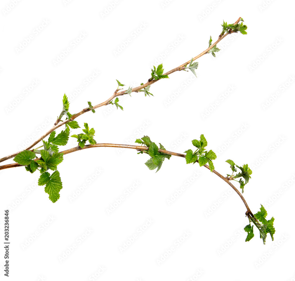 Branch of raspberry bush with foliage on isolated white background, close-up Branch of raspberry bush with foliage on isolated white background, close-up