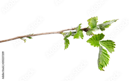 Branch of raspberry bush with foliage on isolated white background, close-up