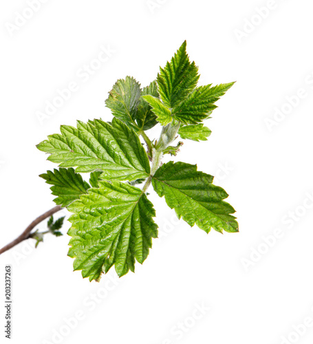 Branch of raspberry bush with foliage on isolated white background, close-up photo