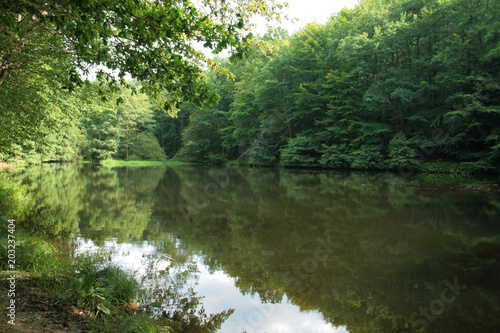 rivière dans la réserve naturelle du sart tilman en belgique