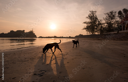 silhouette of dog in sunrise at the beach