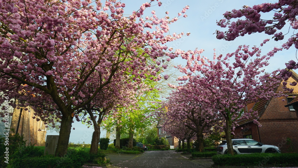 Naklejka premium Obstplantagen, Obstblüte im Alten Land in Hamburg, Deutschland