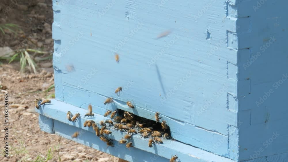 Bees try to go in the beehive.Close up Bees try to go in the beehive.Close up