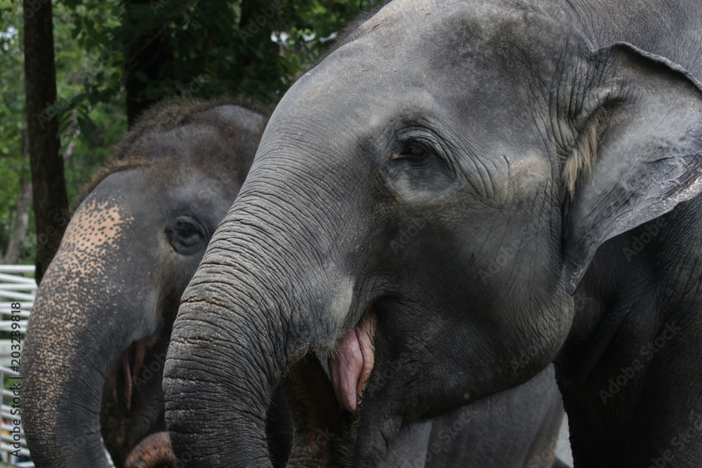 Fototapeta premium Close up Elephant's Face