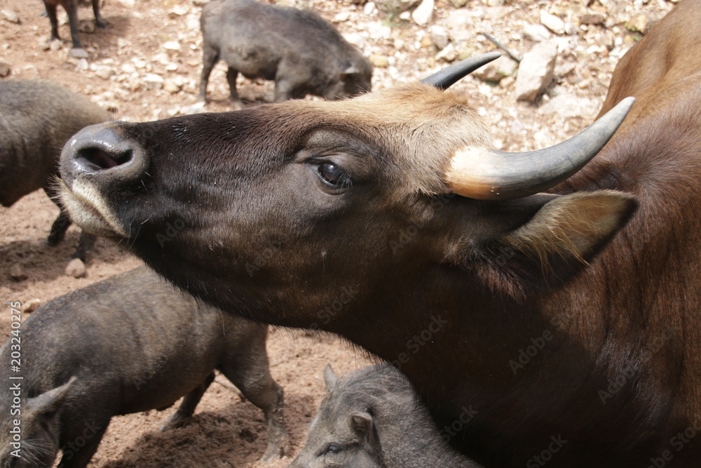 Fototapeta premium Close up Wild Cattle