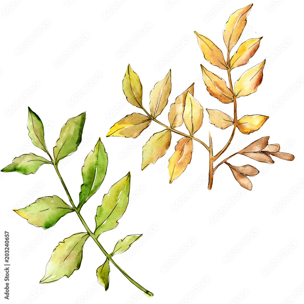 Ash leaves in a watercolor style isolated. Aquarelle leaf for background, texture, wrapper pattern, frame or border. Ash leaves in a watercolor style isolated. Aquarelle leaf for background, texture, wrapper pattern, frame or border.