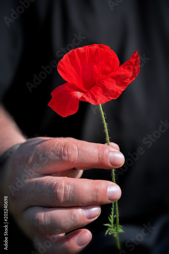 Single poppy flower in man's hand