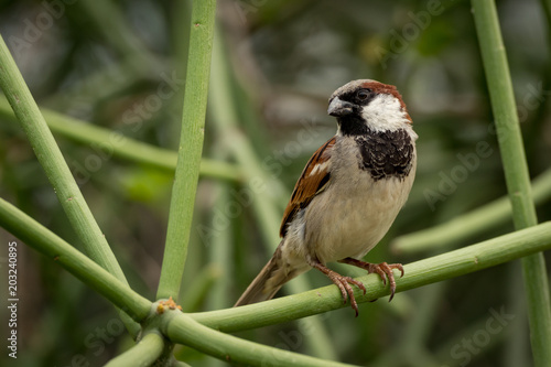 Male house sparrow perched on green branch photo