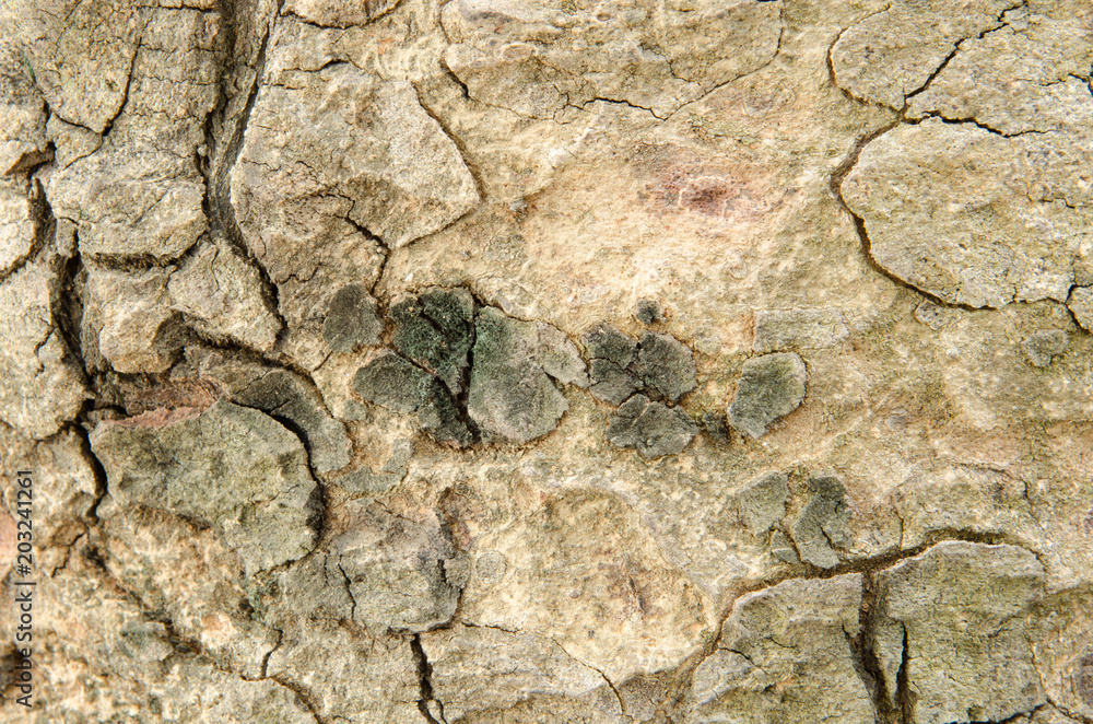 Dry tree texture. Dry tree texture.