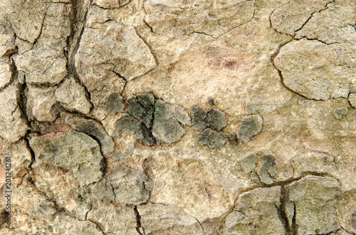 Dry tree texture.