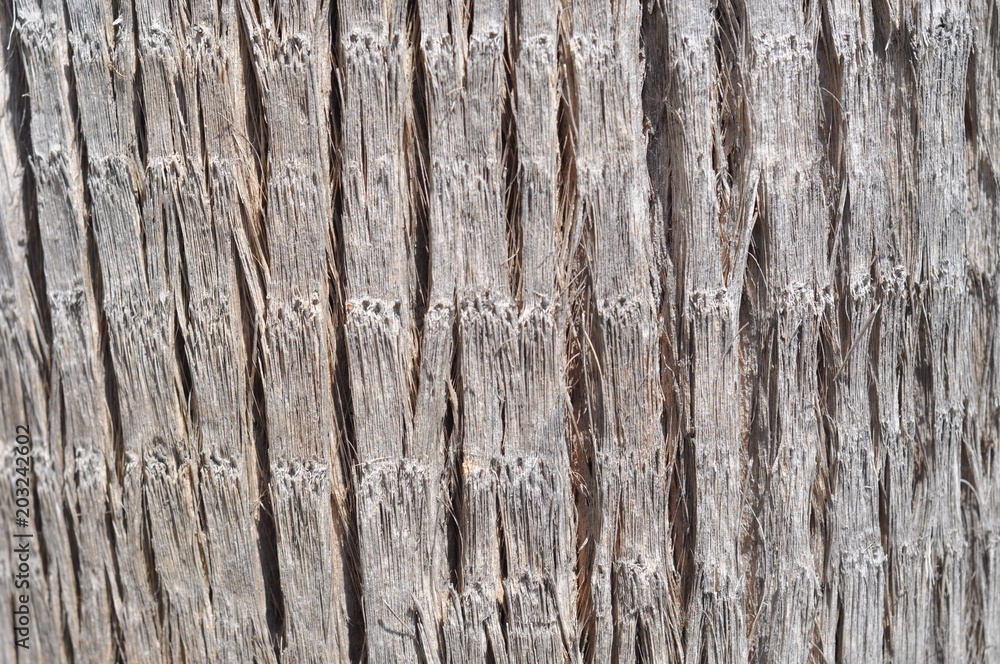 tree bark detail