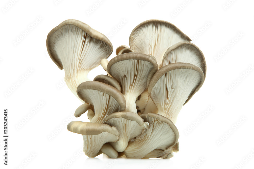 Fresh oyster mushrooms Fresh oyster mushrooms